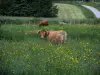 Paysages du Limousin - Vaches Limousines et fleurs sauvages