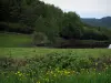 Paysages du Limousin - Fleurs sauvages en premier plan, prairie, étang, arbres et forêt