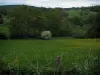 Paysages du Limousin - Champ de fleurs sauvages et arbres