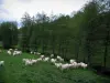Paysages du Limousin - Vaches dans un pâturage et arbres