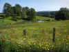 Paysages du Limousin - Fleurs sauvages en premier plan, clôture, prairies, étang et arbres