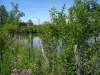 Paysages du Limousin - Fleurs sauvages, clôture, arbustes, étang et couvent des Carmes, à Mortemart