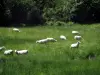 Paysages du Limousin - Moutons dans une prairie