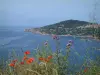 Paysages du littoral Corse - Coquelicots, herbes et fleurs sauvages avec en arrière-plan le village de Cargèse surplombant la mer méditerranée (golfe de Sagone)