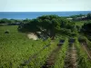 Paysages du littoral de la Côte d'Azur - Champs de vignes (vignoble des Côtes de Provence), pins (arbres) et mer méditerranée