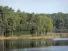 Paysages du Loiret - Étang de la Vallée, roseaux, rive et arbres de la forêt d'Orléans (massif forestier)