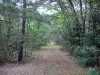 Paysages du Loiret - Chemin forestier bordé d'arbres (forêt), en Sologne