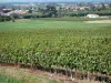 Paysages du Lot-et-Garonne - Vignes en premier plan avec vue sur la plaine parsemée de maisons, de champs et d'arbres