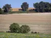 Paysages du Lot-et-Garonne - Tournesols en fleurs, champs et arbres