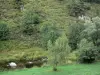 Paysages de la Lozère - Prairie et arbres au bord de l'eau