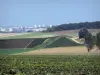 Paysages de la Marne - Vignes du vignoble de Champagne et champs de culture avec vue sur la ville de Reims