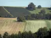 Paysages de la Marne - Vignes, arbres et champs en pente