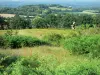 Paysages de la Mayenne - Bocage mayennais, avec végétation et fleurs sauvages en premier plan