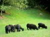Paysages de la Mayenne - Canyon de Saulges : moutons noirs d'Ouessant paissant dans une prairie de la vallée encaissée de l'Erve