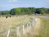 Paysages de la Meuse - Parc Naturel Régional de Lorraine - Vaches dans un pré clôturé