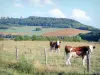 Paysages de la Meuse - Parc Naturel Régional de Lorraine - Vaches dans un pré clôturé et Mémorial de la butte de Montsec en arrière-plan