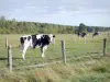 Paysages de la Meuse - Vaches dans un pâturage clôturé
