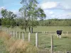 Paysages de la Meuse - Vache dans un pâturage clôturé
