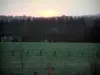 Paysages de Normandie intérieure - Pâturages et forêt au lever du soleil