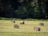 Paysages de l'Orne - Bottes de foin dans un champ à l'orée d'une forêt