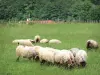 Paysages du Pays basque - Moutons pâturant dans un pré