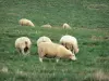 Paysages de Picardie - Moutons dans un pré