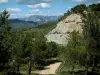 Paysages de Provence - Forêt de pins et montagnes