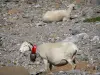 Paysages des Pyrénées - Moutons, dont un bélier portant une cloche, dans le cirque de Gavarnie (Parc National des Pyrénées)