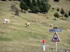 Paysages des Pyrénées - Au col d'Aspin, panneaux de signalisation routière indiquant de faire attention aux vaches ainsi que la distance à parcourir jusqu'à Arreau ; vaches paissant dans un pâturage