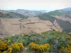 Paysages des Pyrénées-Orientales - Côte Vermeille : arbustes en fleurs en premier plan avec vue sur les coteaux de vignes du vignoble de Banyuls