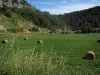 Paysages du Quercy - Herbes hautes en premier plan, champ avec des bottes de paille et forêt