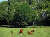 Paysages du Quercy - Vaches dans un pâturage et arbres