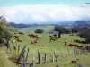 Paysages de La Réunion - Vista de un rebaño de vacas en un prado y los cafres de fricción de la carretera Volcán