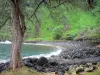 Paysages de La Réunion - Anse des Cascades y el Océano Índico, con un árbol en primer plano
