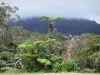 Paysages de La Réunion - Reunión flora