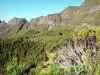 Paysages de La Réunion - Parque nacional de la reunión: vista desde el camino del bosque Haut Mafate