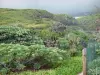 Paysages de La Réunion - Vegetación costera en Saint-Leu