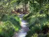 Paysages de Seine-et-Marne - Forêt de Fontainebleau : sentier bordé de végétation et d'arbres