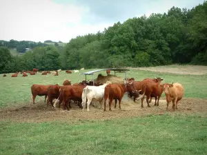 Paysages du Tarn - Vaches dans un pâturage et arbres en arrière-plan