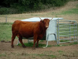 Paysages du Tarn - Vache dans un pâturage