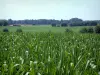 Paysages du Territoire de Belfort - Champ de maïs, arbres et forêt au loin