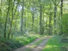 Paysages de l'Yonne - Chemin bordé d'arbres dans une forêt du Parc Naturel Régional du Morvan