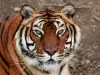 Peaugres的野生动物园 - 旅游、度假及周末游指南阿尔代什省