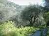 Peillon - Caminho cercado por oliveiras e arbustos