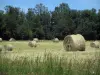 Périgord-Limousin地区自然公园 - 在前景的高草，在领域和树的秸杆大包