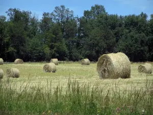 Périgord-Limousin Regional Nature Park - High vegetation in foreground, straw bales in a field and trees