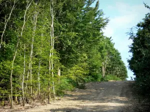 Perseigne forest - Tree-lined road; in the Normandie-Maine Regional Nature Park