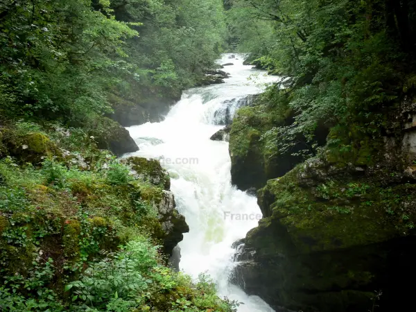 Pertes de l'Ain - Schlucht, Fluss Ain gesäumt von Bäumen