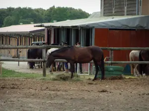 Pferdesport - Pferdezentrum (Reitsport): Pferde und Boxen eines Stalles