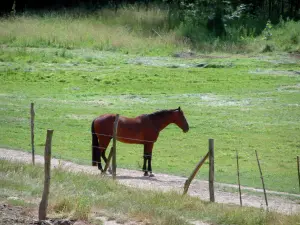 Pferdesport - Pferd in einer eingezäunten Wiese